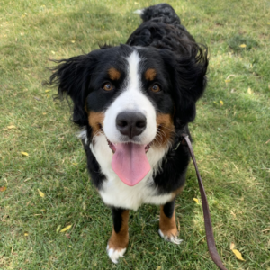 Photo of a black, brown and white dog with her tongue out with a grass background