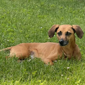 Photo of small brown dog with a grass background