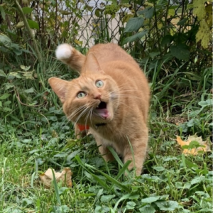 Photo of orange cat with a grass background